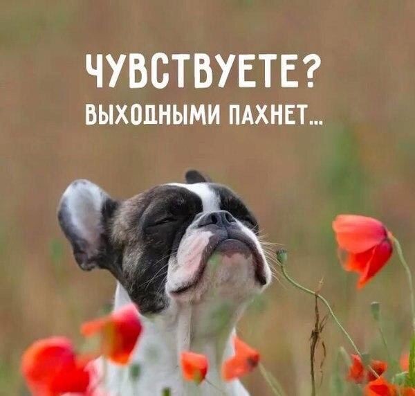 Веня-полпроцента Веня-полпроцента