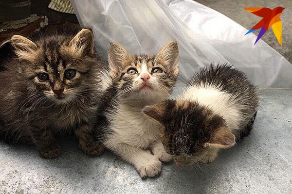 «Выкидывают как мусор»: в Сочи появилась свалка бездомных котят «Выкидывают как мусор»: в Сочи появилась свалка бездомных котят