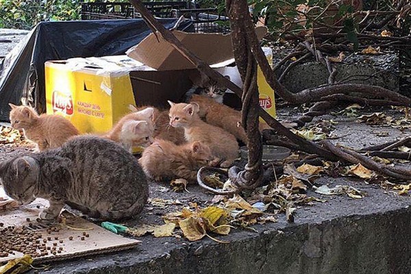 «Выкидывают как мусор»: в Сочи появилась свалка бездомных котят «Выкидывают как мусор»: в Сочи появилась свалка бездомных котят