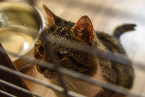 Помочь другому — сделать подарок себе. Как делать добро на Новый год — 2020