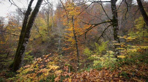 В Адыгее к 2024 году планируют сформировать экологический стационар