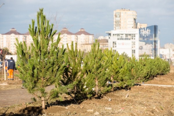 В Анапе высадили более 150 сосен и мыльных деревьев
В Анапе высадили более 150 сосен и мыльных деревьев