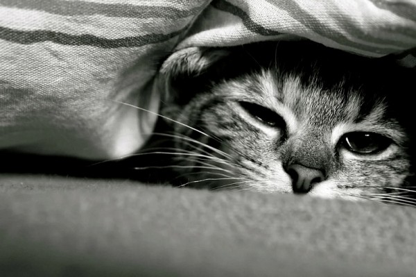 В Краснодарском крае 21-летняя девушка отрубила голову кошке. Полиция проводит проверку
В Краснодарском крае 21-летняя девушка отрубила голову кошке. Полиция проводит проверку