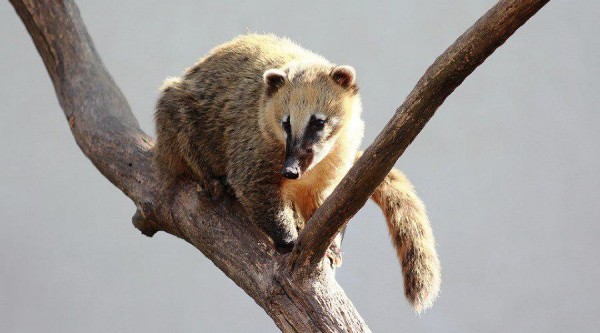 В Новороссийске прокуратура закрыла выставку экзотических животных. Их содержали в плохих условиях