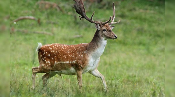 В России разработали правила строительства дорожных переходов для животных