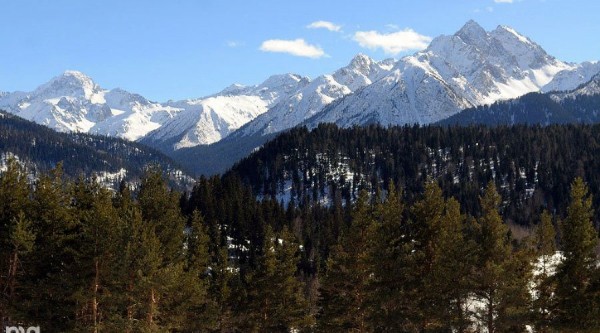 Власти пообещали продлить запрет на вырубку в Архызе после обращения WWF. Но торги на вырубку пока не отменили