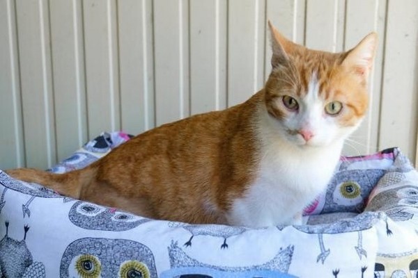 "Инвалидам сложнее найти семью": от рыжего кота отказываются, увидев его без лапы