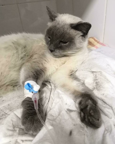 В Краснодаре в бездомного пса всадили больше 100 пуль и оставили умирать В Краснодаре в бездомного пса всадили больше 100 пуль и оставили умирать