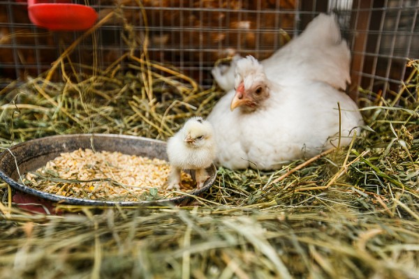 Краснодарский край &ndash; в пятерке лидеров России по экспорту мяса птицы в Китай