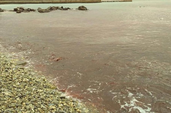 Водоросли или сброс: в Новороссийске специалисты выясняют причины покрасневшей воды Черного моря