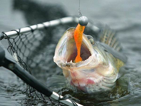 На Кубани браконьеры варварским способом добыли 500 кг ценной рыбы