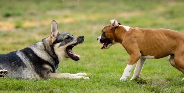 На улицах Краснодара царят бездомные собаки (ВИДЕО)