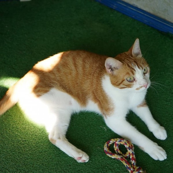 "Инвалидам сложнее найти семью": от рыжего кота отказываются, увидев его без лапы