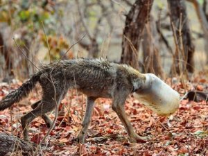 Истощенный волк с бутылкой на голове выбрел к людям Истощенный волк с бутылкой на голове выбрел к людям