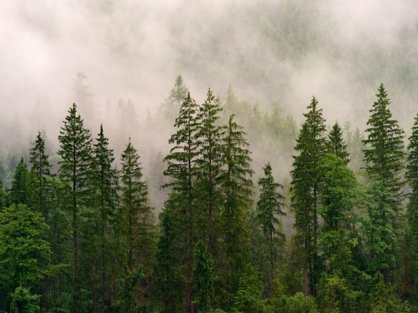 К 2070 году исчезнет четверть хвойных деревьев