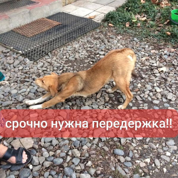 В Крымске волонтеры на свои деньги построили &laquo;собачий городок&raquo;