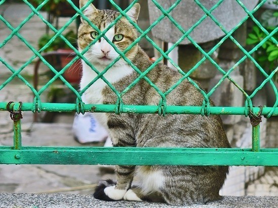 В ЗСК обсудили краевой законопроект об обращении с животными