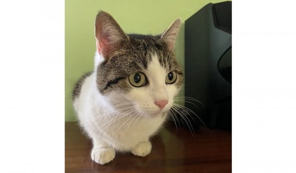 &laquo;Она &ndash; целительница&raquo;: в Новороссийске мужчина продает кошку за 20 миллионов рублей