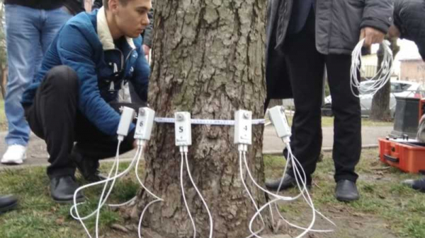 Краснодарским деревьям сделают комплексную томографию Краснодарским деревьям сделают комплексную томографию