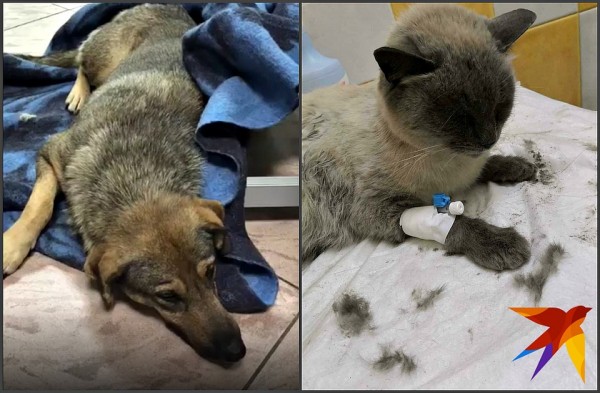 В Краснодаре в бездомного пса всадили больше 100 пуль и оставили умирать В Краснодаре в бездомного пса всадили больше 100 пуль и оставили умирать