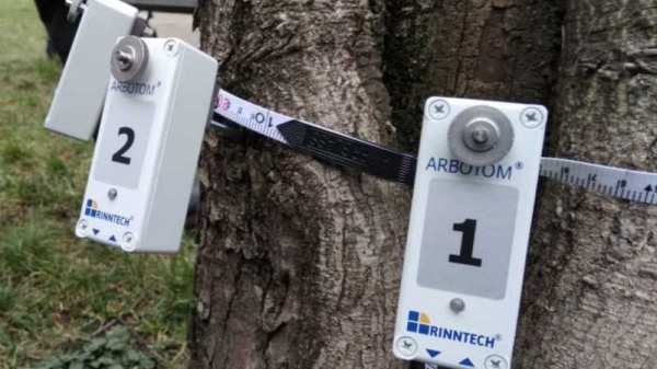 Краснодарским деревьям сделают комплексную томографию Краснодарским деревьям сделают комплексную томографию