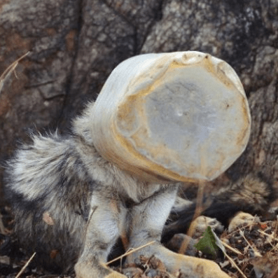Истощенный волк с бутылкой на голове выбрел к людям Истощенный волк с бутылкой на голове выбрел к людям