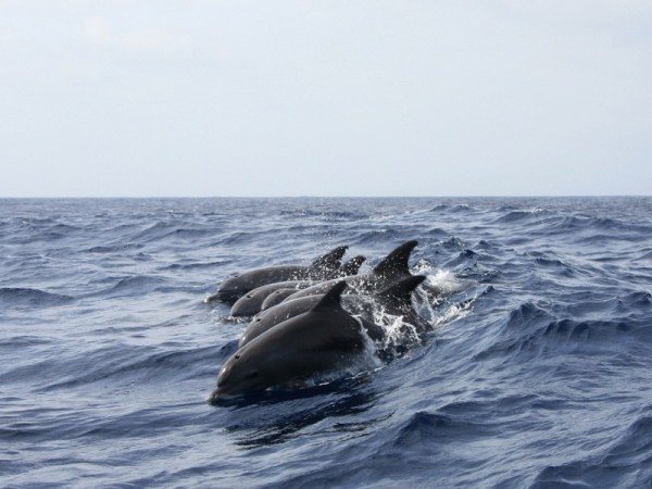 В Краснодарском крае осудили 7 человек за вылов черноморских дельфинов