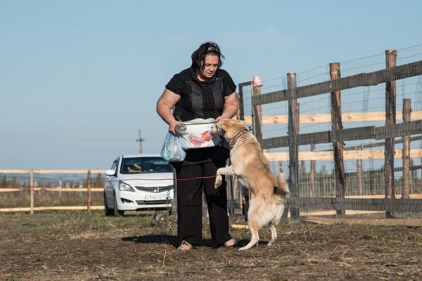 В Крымске волонтеры на свои деньги построили &laquo;собачий городок&raquo;