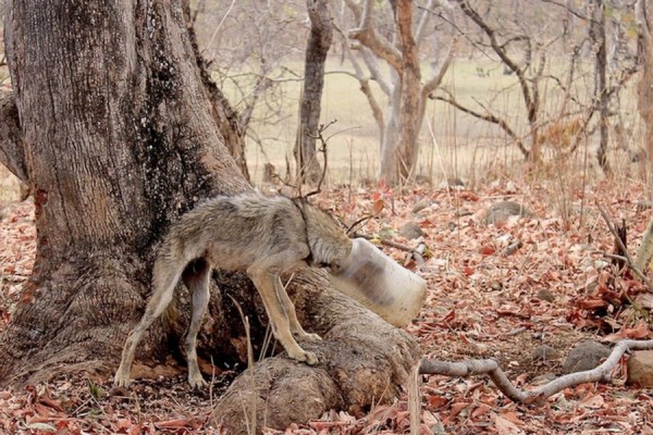 Истощенный волк с бутылкой на голове выбрел к людям Истощенный волк с бутылкой на голове выбрел к людям