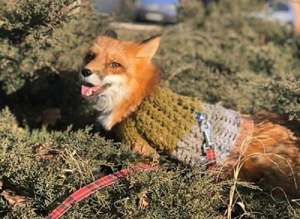 В Армавире ищут домашнего лиса В Армавире ищут домашнего лиса