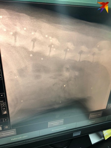 В Краснодаре в бездомного пса всадили больше 100 пуль и оставили умирать В Краснодаре в бездомного пса всадили больше 100 пуль и оставили умирать