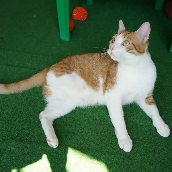 "Инвалидам сложнее найти семью": от рыжего кота отказываются, увидев его без лапы