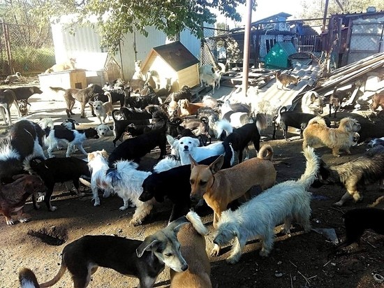 Жительница Темрюка спасла больше 560 бездомных собак. Фоторепортаж