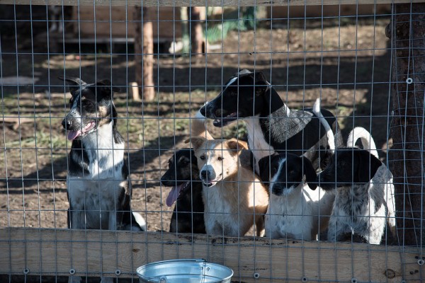 В Крымске волонтеры на свои деньги построили &laquo;собачий городок&raquo;