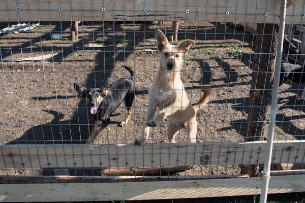 В Крымске волонтеры на свои деньги построили &laquo;собачий городок&raquo;