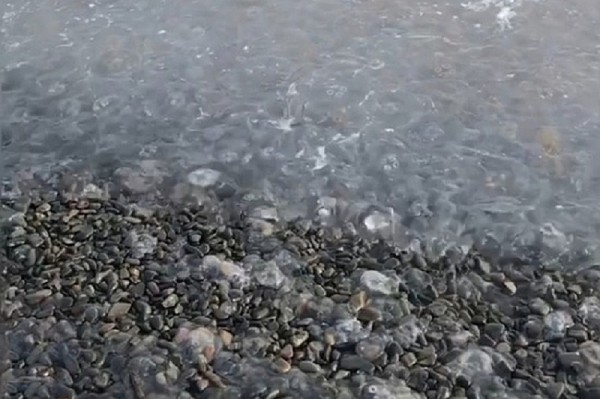 Эксперт назвал возможную причину массовой гибели медуз в Анапе
Эксперт назвал возможную причину массовой гибели медуз в Анапе