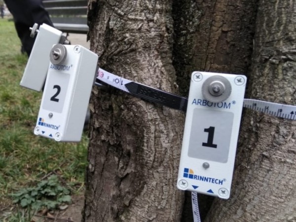 Мэрия сделает краснодарским деревьям томографию Мэрия сделает краснодарским деревьям томографию