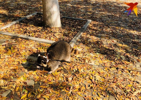 В Апшеронске разыскивают енота, который сбежал от хозяйки из-за выстрелов салюта В Апшеронске разыскивают енота, который сбежал от хозяйки из-за выстрелов салюта