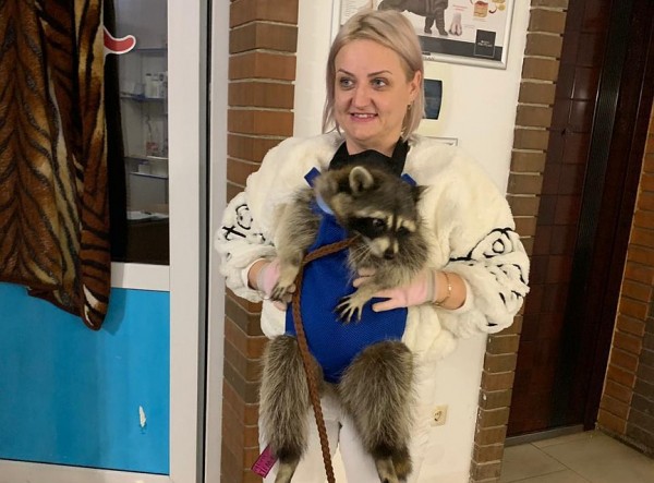 В Апшеронске разыскивают енота, который сбежал от хозяйки из-за выстрелов салюта В Апшеронске разыскивают енота, который сбежал от хозяйки из-за выстрелов салюта