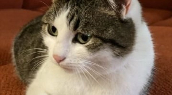 На Кубани за 20 млн рублей продают кошку&ndash;целительницу. Она сама попросила владельца&nbsp;продать ее