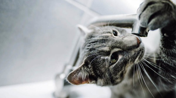 В Майкопе отключили воду из-за аварии на водоводе в горах В Майкопе отключили воду из-за аварии на водоводе в горах