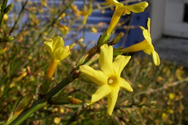
            В Новороссийске аномально теплая зима заставила цвести розмарин, алычу и жасмин                    