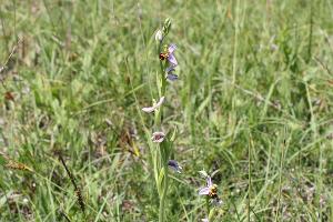 В Суджукской лагуне Новороссийска уничтожают краснокнижные растения. Кто и что там строит?