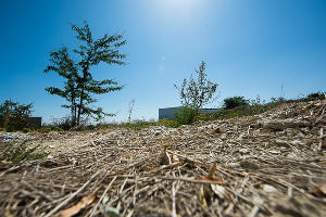 В Суджукской лагуне Новороссийска уничтожают краснокнижные растения. Кто и что там строит?