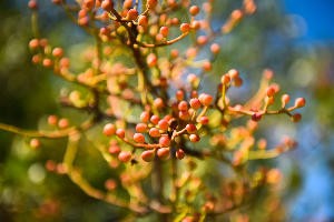 В Суджукской лагуне Новороссийска уничтожают краснокнижные растения. Кто и что там строит?