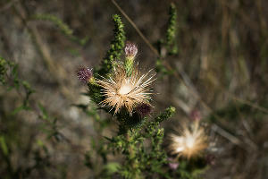 В Суджукской лагуне Новороссийска уничтожают краснокнижные растения. Кто и что там строит?