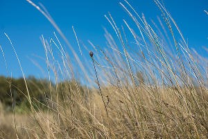 В Суджукской лагуне Новороссийска уничтожают краснокнижные растения. Кто и что там строит?