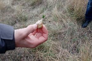 В Суджукской лагуне Новороссийска уничтожают краснокнижные растения. Кто и что там строит?