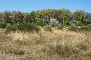 В Суджукской лагуне Новороссийска уничтожают краснокнижные растения. Кто и что там строит?
