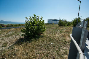 В Суджукской лагуне Новороссийска уничтожают краснокнижные растения. Кто и что там строит?